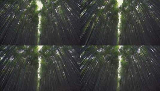 阳光绿色竹林穿透的光线沉浸式氛围高清在线视频素材下载