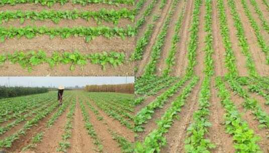 航拍菜园 农民干活 小萝卜 蔬菜 种地高清在线视频素材下载
