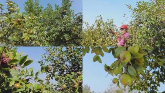 采茶籽 油茶果高清在线视频素材下载