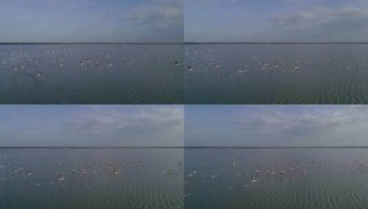 一群火烈鸟在人工盐湖上盘旋高清在线视频素材下载