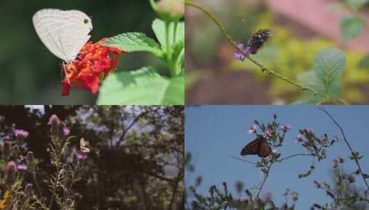 【合集】蝴蝶 花蝴蝶 小蝴蝶 昆虫 蝴蝶飞行高清在线视频素材下载