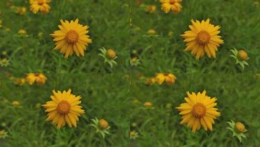 城市公园鲜花种植植物实拍高清在线视频素材下载