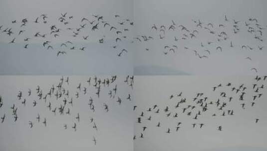 自然深圳鸟群高清在线视频素材下载