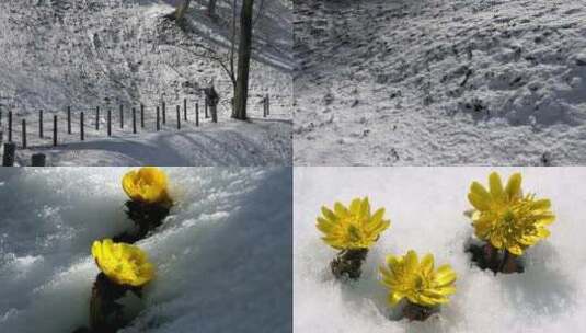 冬天雪景雪地雾凇雪地中的小黄花高清在线视频素材下载