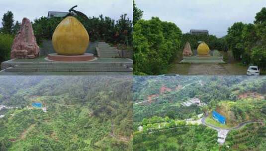 梅州大埔蜜柚公园高清在线视频素材下载