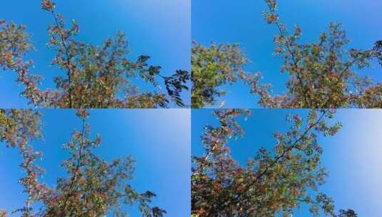 蓝天下结满花椒的花椒树高清在线视频素材下载