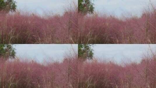 公园中红色的粉黛子草高清在线视频素材下载