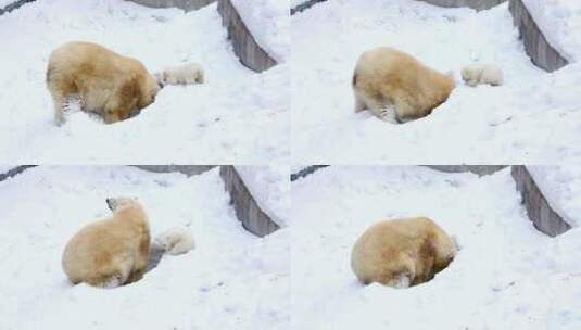 动物园里的北极熊母子在打洞玩耍高清在线视频素材下载