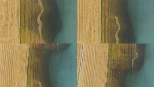 航拍秋天新疆伊犁恰甫其海湖畔的金色麦田高清在线视频素材下载
