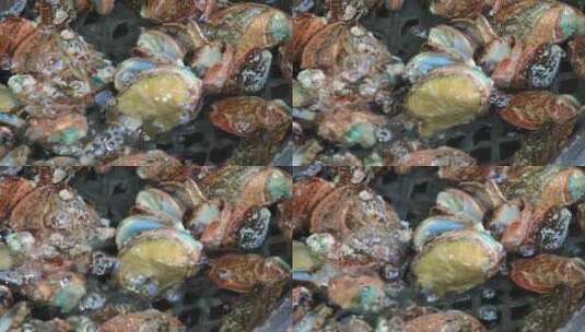 福建厦门第八市场海鲜市场售卖的鲍鱼高清在线视频素材下载