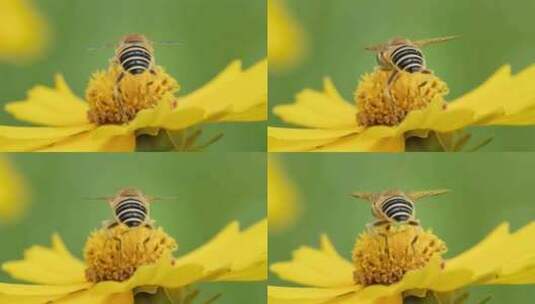 春天金鸡菊花朵蜜蜂采蜜微距高清在线视频素材下载