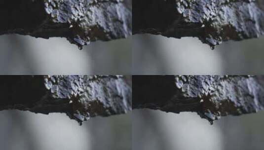岩石上的水滴高清在线视频素材下载