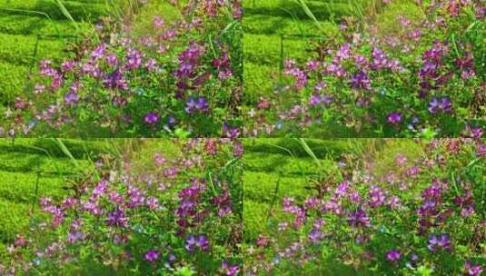 春天紫云英花海唯美意境景色景物高清在线视频素材下载