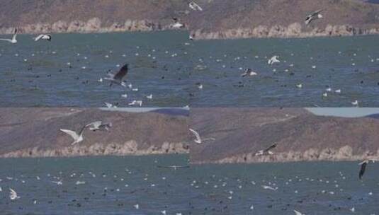 洱海飞翔的海鸥高清在线视频素材下载