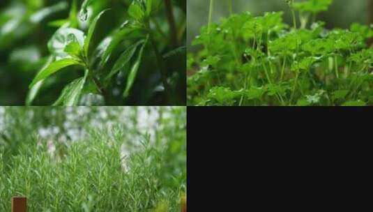 农业植物草高清在线视频素材下载