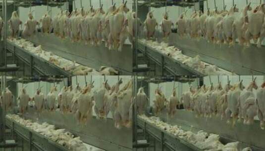 流水线工厂加工 鸡肉 鸡腿高清在线视频素材下载