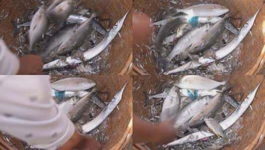 海鲜食材海产品渔获1高清在线视频素材下载