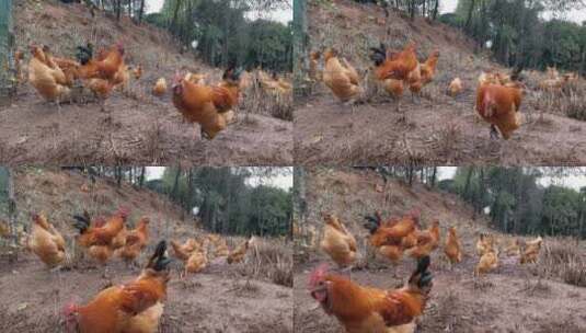 农家散养本鸡高清在线视频素材下载