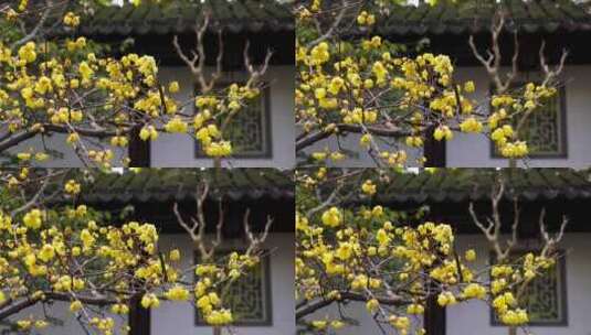 古典园林南京瞻园中式古风庭院腊梅花盛开高清在线视频素材下载