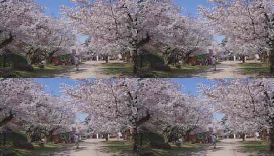 春天唯美治愈白色樱花景区高清在线视频素材下载