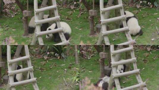 两只可爱大熊猫幼崽在一起玩耍打架追逐嬉戏高清在线视频素材下载