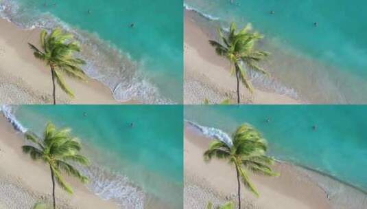 海边的椰子树沙滩大海高清在线视频素材下载