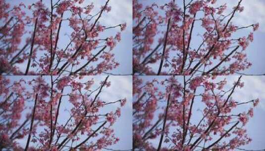 桃花特写桃树树枝花朵高清在线视频素材下载