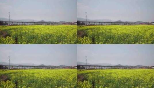高铁驶过初春盛开的油菜花田野高清在线视频素材下载
