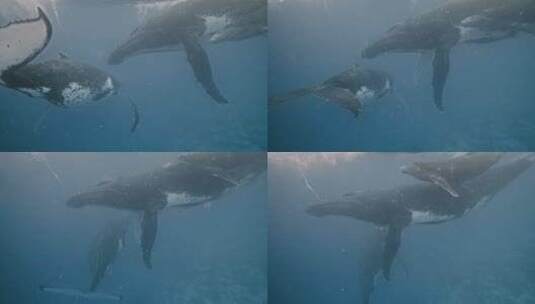 座头鲸家族在海洋水面玩耍，尾巴吸虫抽水在高清在线视频素材下载