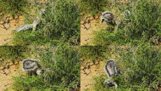 南非地松鼠在阳光明媚的日子里以灌木丛的种高清在线视频素材下载