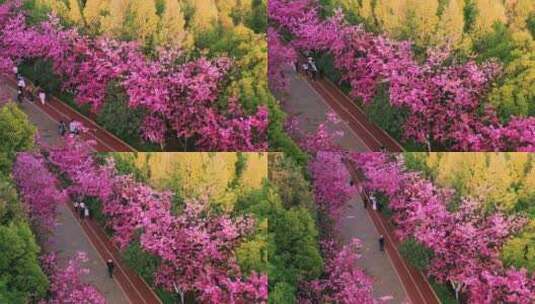 盛开的樱花航拍高清在线视频素材下载