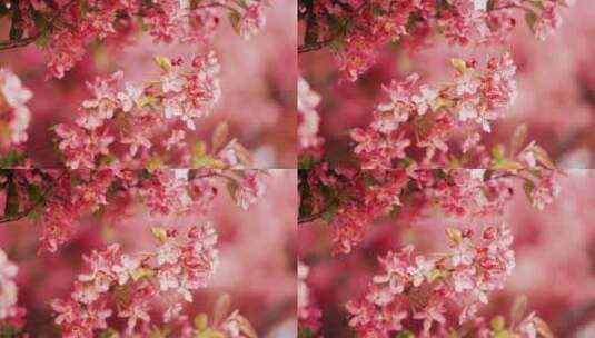 满树的花朵高清在线视频素材下载