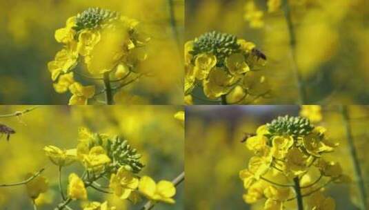 蜜蜂采食油菜花慢动作02高清在线视频素材下载