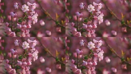 春天的花朵高清在线视频素材下载