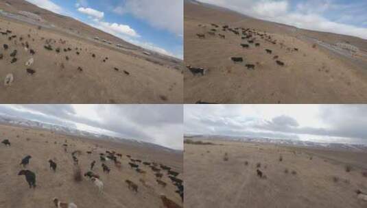 草原上散养的牦牛群放牧fpv穿越机航拍高清在线视频素材下载