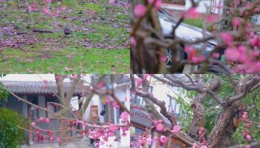 杭州植物园灵峰探梅梅花开了风景视频素材高清在线视频素材下载