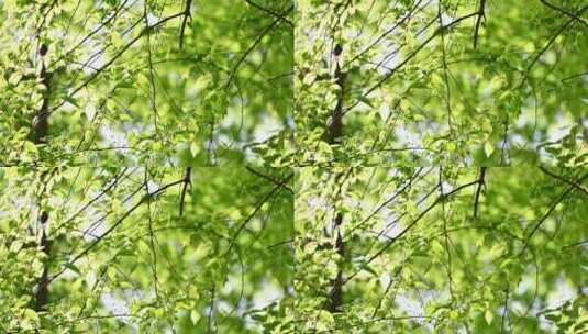 春天阳光穿过绿色树枝叶逆光特写高清在线视频素材下载