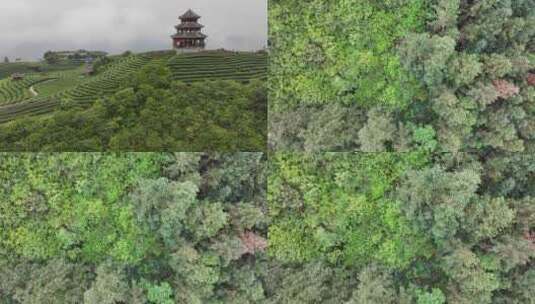 仙人山景区布央茶山航拍高清在线视频素材下载