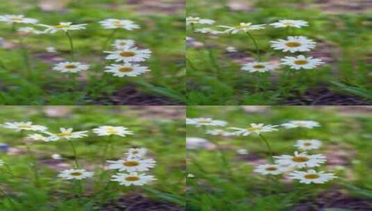 植物空镜素材——大滨菊高清在线视频素材下载