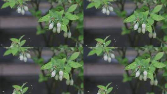 春天带雨珠的蓝莓花高清在线视频素材下载