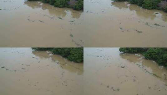 洪涝浑黄的河水航拍高清在线视频素材下载