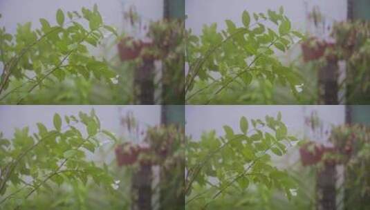 雨天刮风下雨绿植空镜头高清在线视频素材下载