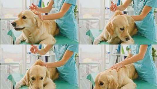 医院里的金毛猎犬高清在线视频素材下载