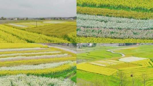 4K航拍七彩油菜花花海田园高清在线视频素材下载