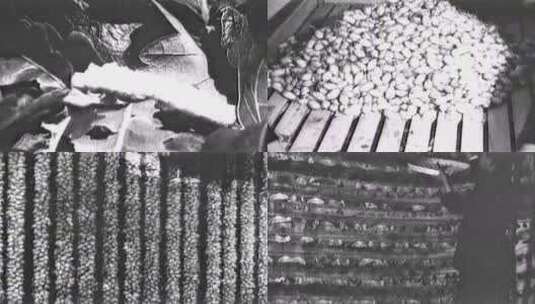 40年代 蚕桑养殖 纺织轻工业 东北解放区高清在线视频素材下载