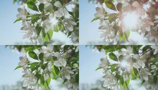 苹果，花，花，树高清在线视频素材下载