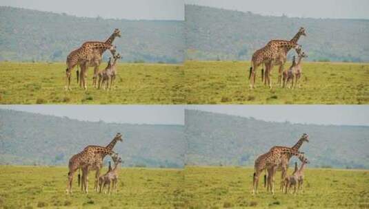 长颈鹿，小牛，非洲，草原高清在线视频素材下载