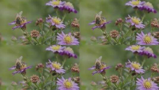 蜜蜂，花，授粉，场高清在线视频素材下载