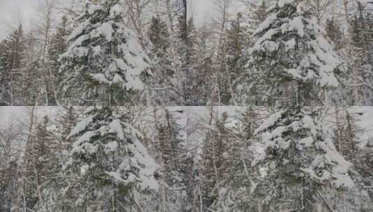 雪，冬天，森林，寒冷高清在线视频素材下载