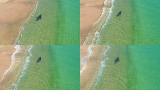 海豹在海边游泳高清在线视频素材下载